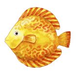 Faber-Castell színesceruza készlet 24db-os AQUARELL + ajándék ecset